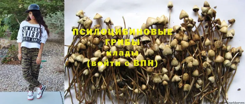 сколько стоит  Бердск  Псилоцибиновые грибы GOLDEN TEACHER 